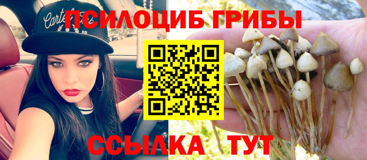Псилоцибиновые грибы Cubensis Чита